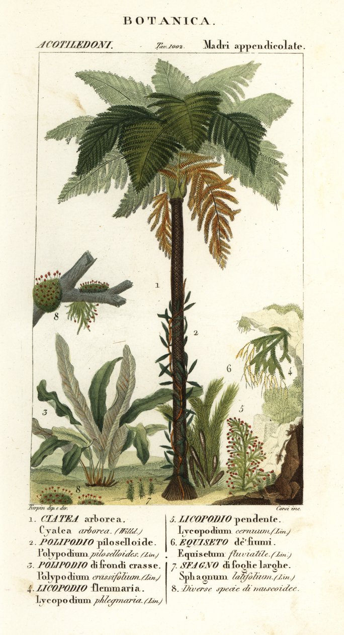 Fougère arborescente des Antilles, Cyathea arborea, fougère liane, Microgramma piloselloides 2, fougère gracieuse, Niphidium crassifolium 3, fougère à houppes grossières, Huperzia phlegmaria 4, lycopode cornu, Lycopodiella cernua 5, prêle d