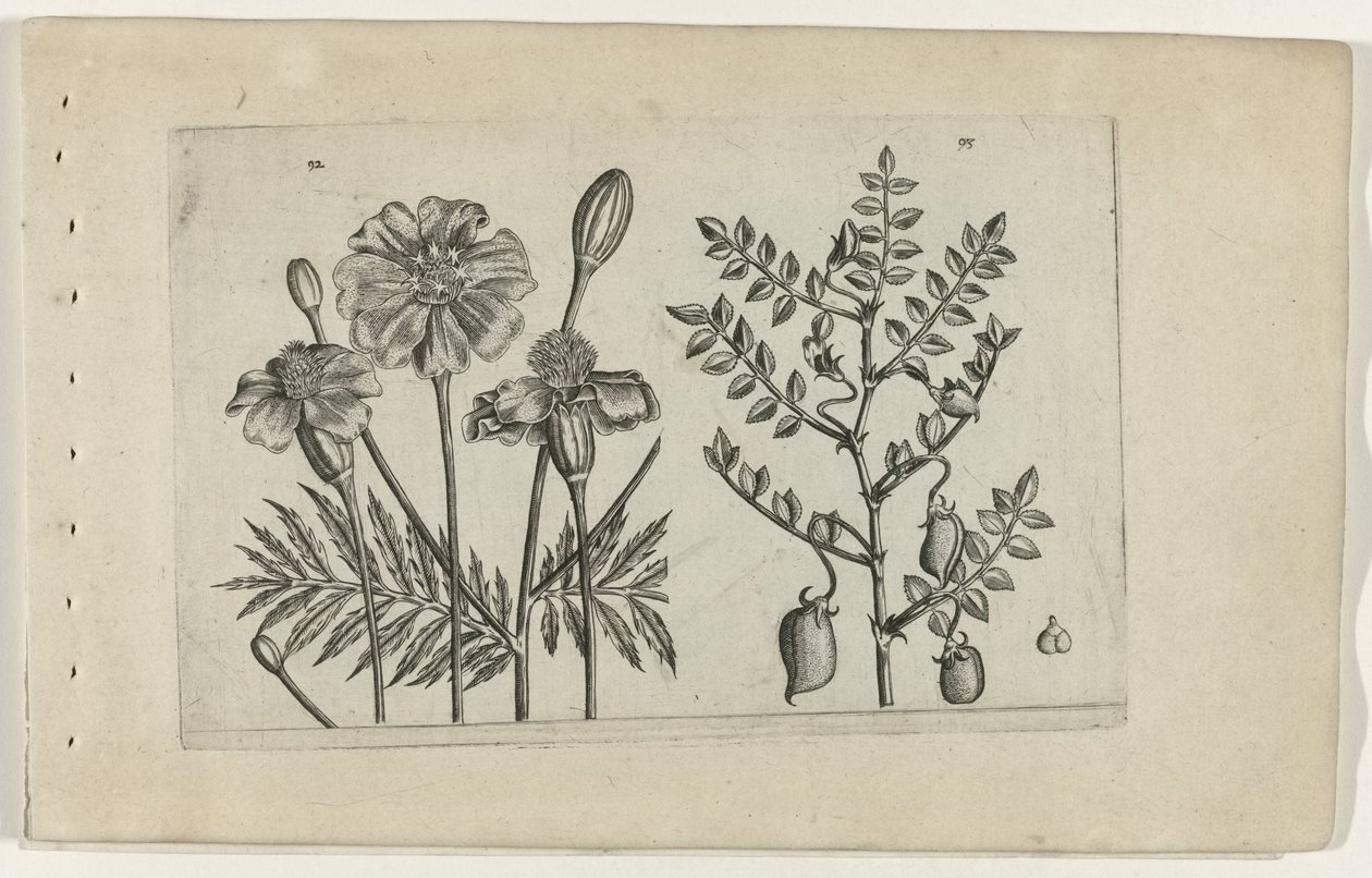 Tagète et pois chiche - Crispijn van de Passe (I) (attributed to)