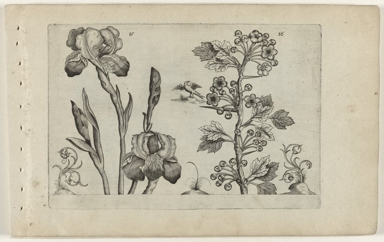 Iris barbu et aubépine coralline - Crispijn van de Passe (I) (attributed to)