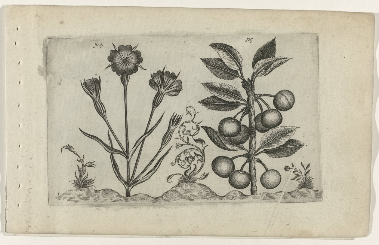 Nielle et cerise acide - Crispijn van de Passe (I) (attributed to)