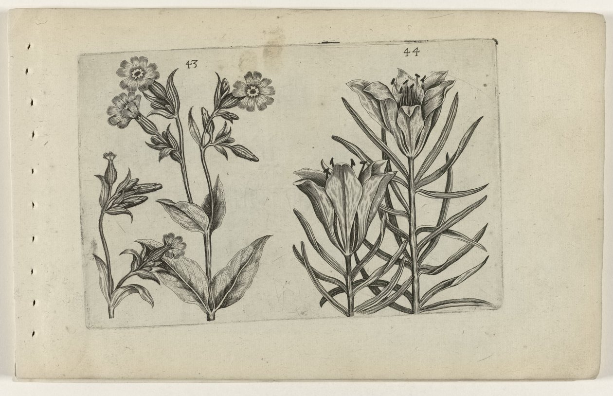 Silène et lys des blés - Crispijn van de Passe (I) (attributed to)