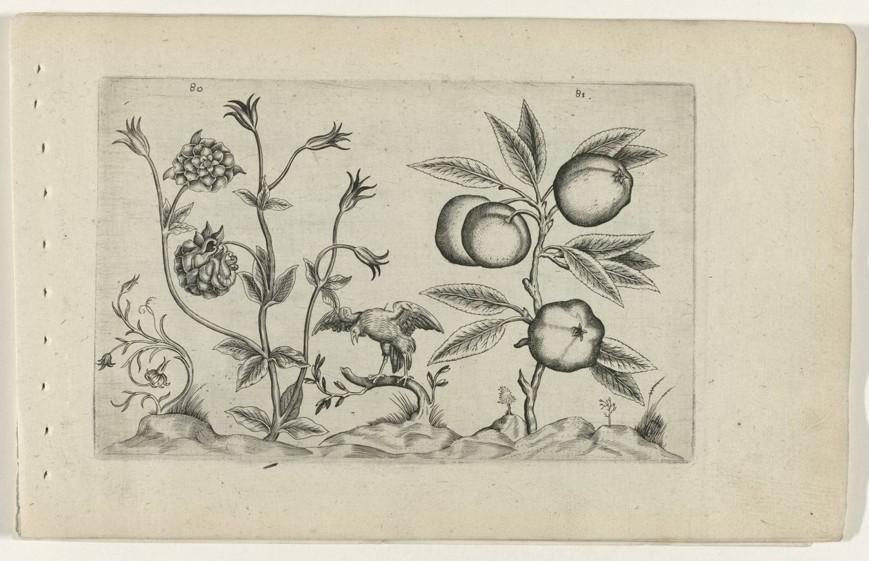 Ancolie double et pomme - Crispijn van de Passe (I) (attributed to)