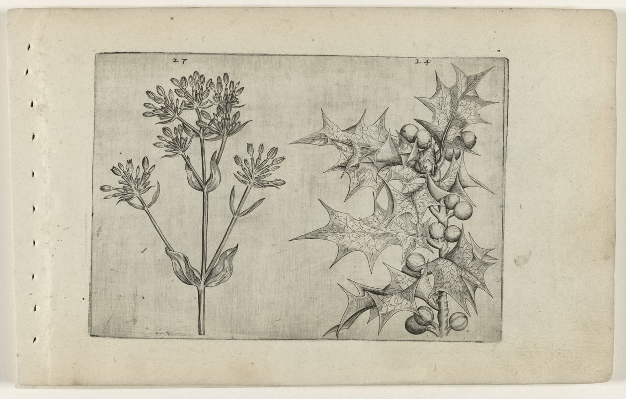 Centaurée et houx - Crispijn van de Passe (I) (attributed to)