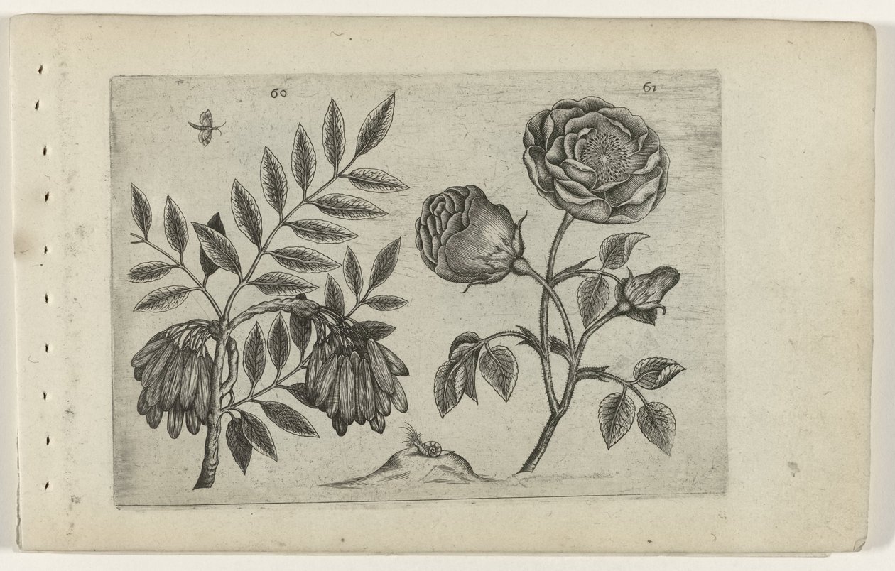 Es et rose - Crispijn van de Passe (I) (attributed to)