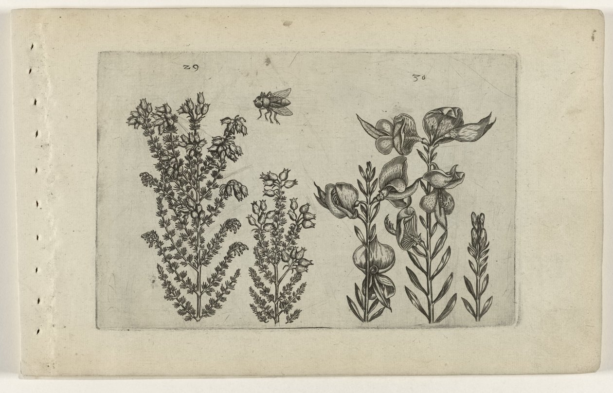 Bruyère commune et genêt - Crispijn van de Passe (I) (attributed to)