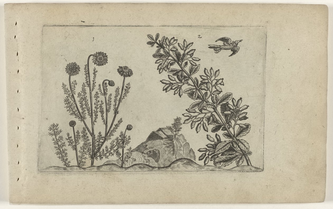 Camomille commune et épine-vinette - Crispijn van de Passe (I) (attributed to)