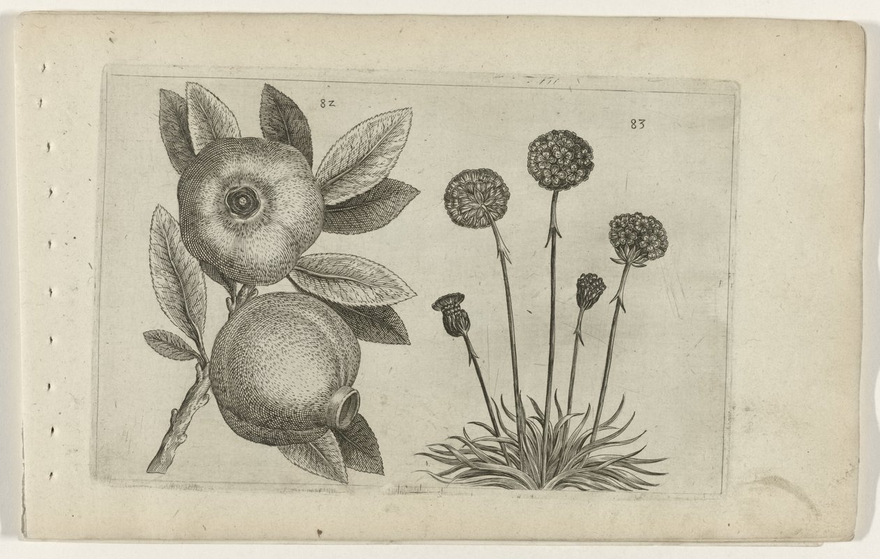Grenade et herbe anglaise - Crispijn van de Passe (I) (attributed to)