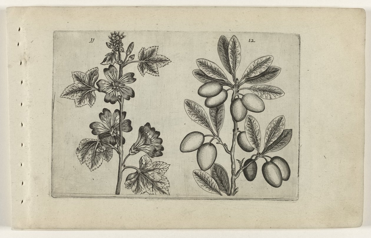 Grande mauve et olivier (série Cognoscite lilia) - Crispijn van de Passe (I) (attributed to)