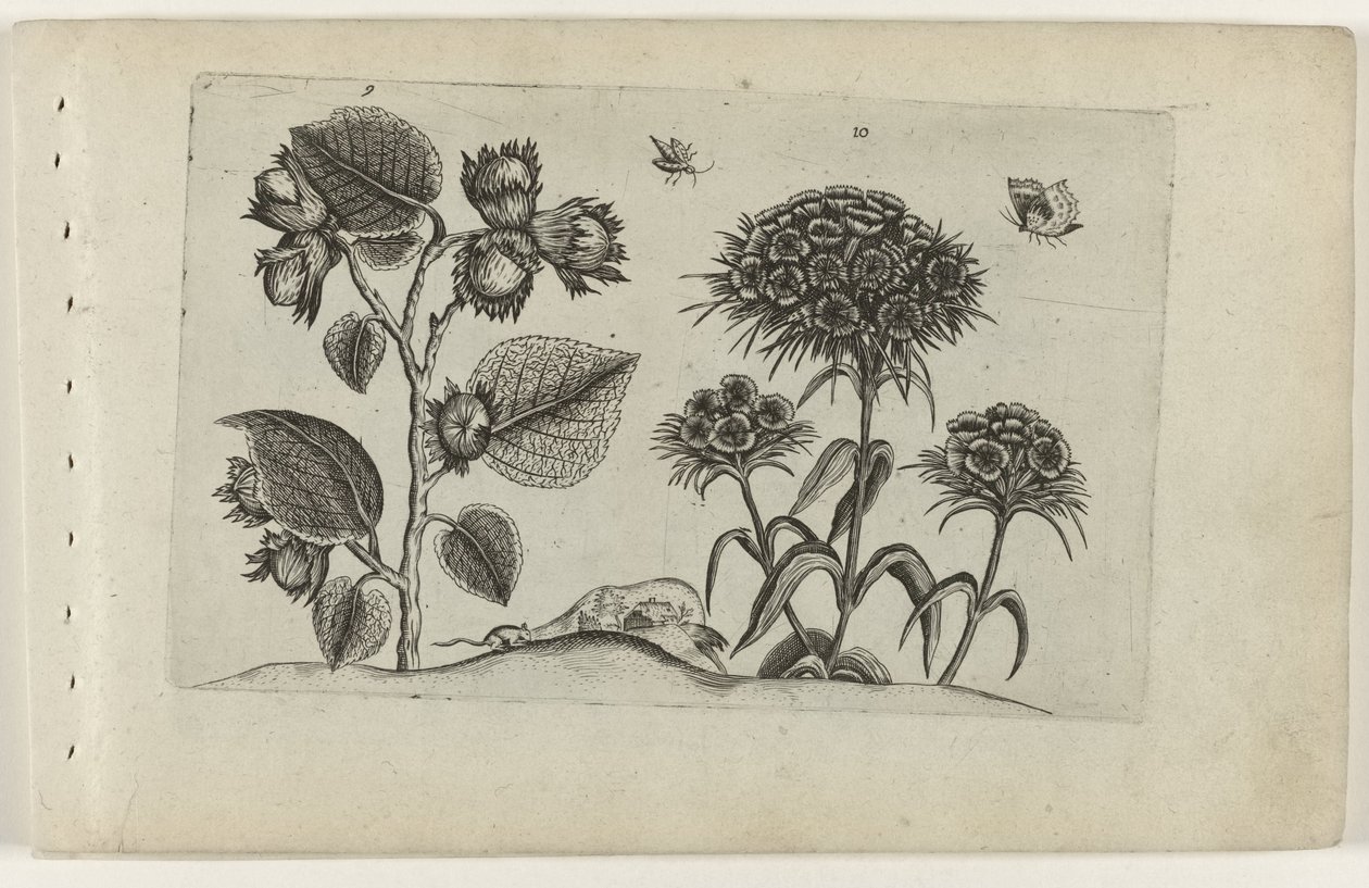 Noisetier et œillet - Crispijn van de Passe (I) (attributed to)