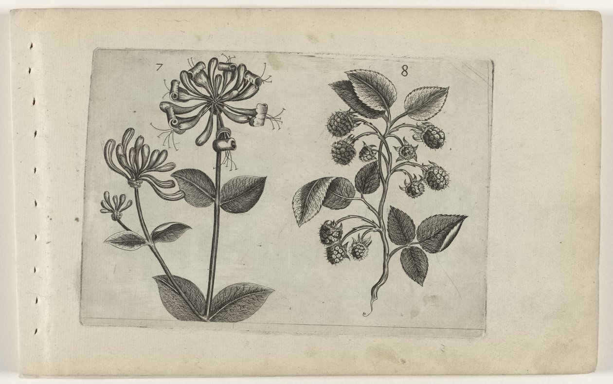 Chèvrefeuille et framboise (Cognoscite lilia) - Crispijn van de Passe (I) (attributed to)