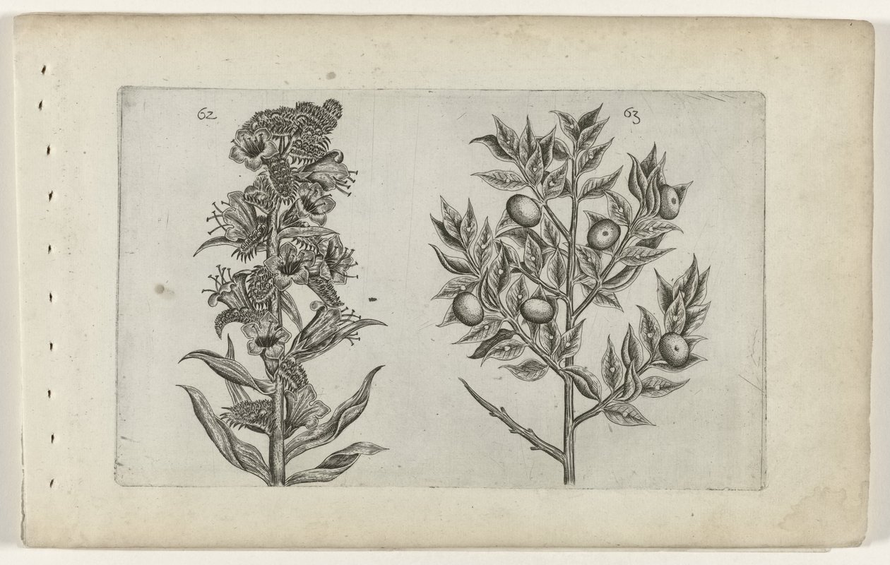 Kromhals et ruscus - Crispijn van de Passe (I) (attributed to)