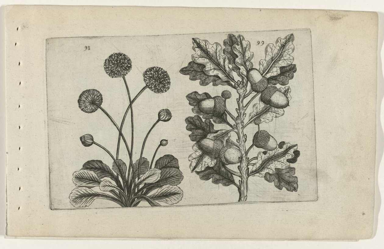 Marguerite et chêne d
