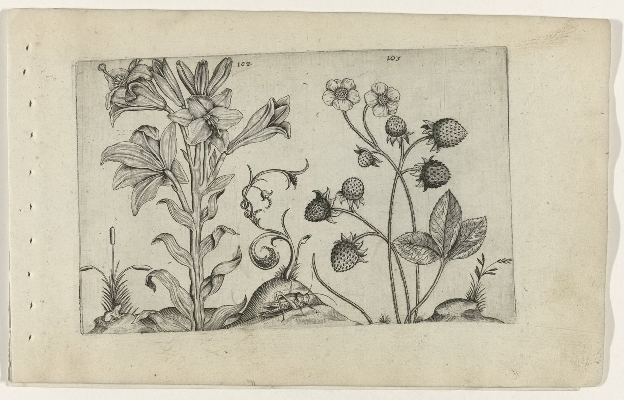 Madonnalelie en aardbei - Crispijn van de Passe (I) (attributed to)