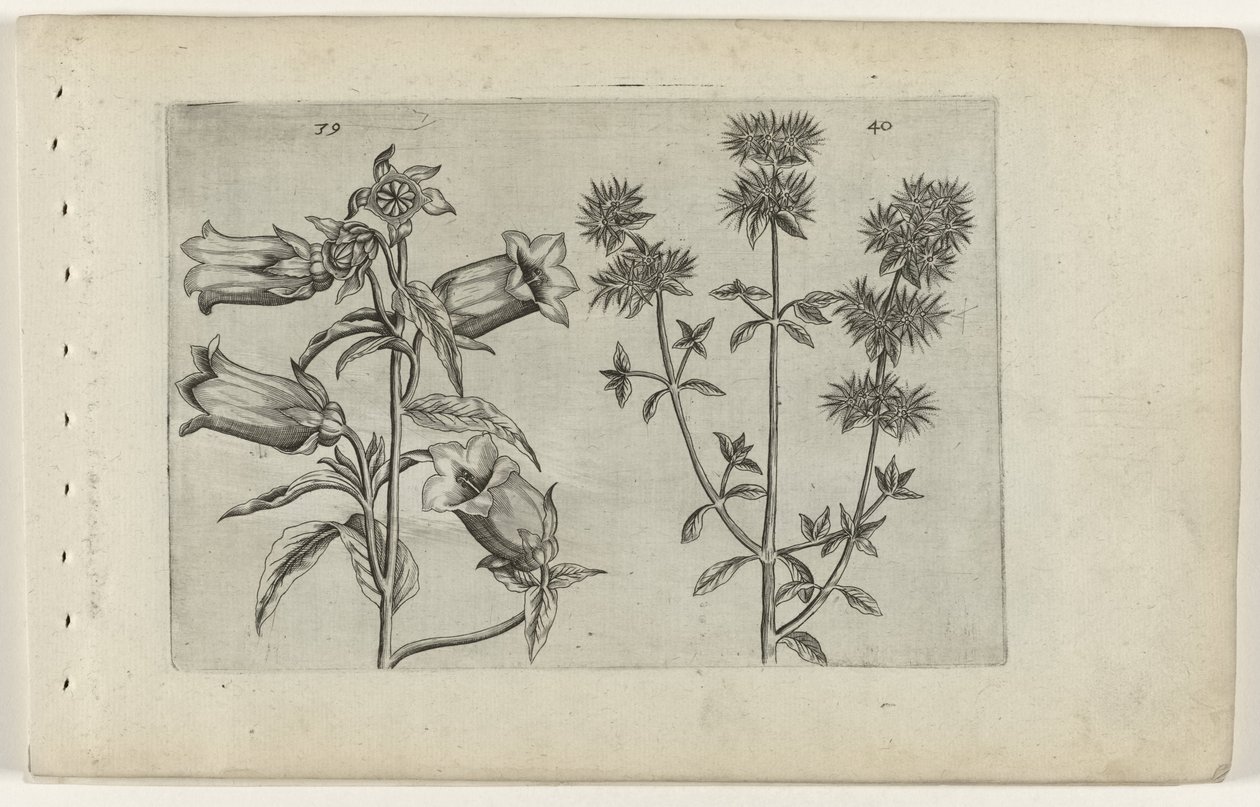 Muguet et marjolaine - Crispijn van de Passe (I) (attributed to)