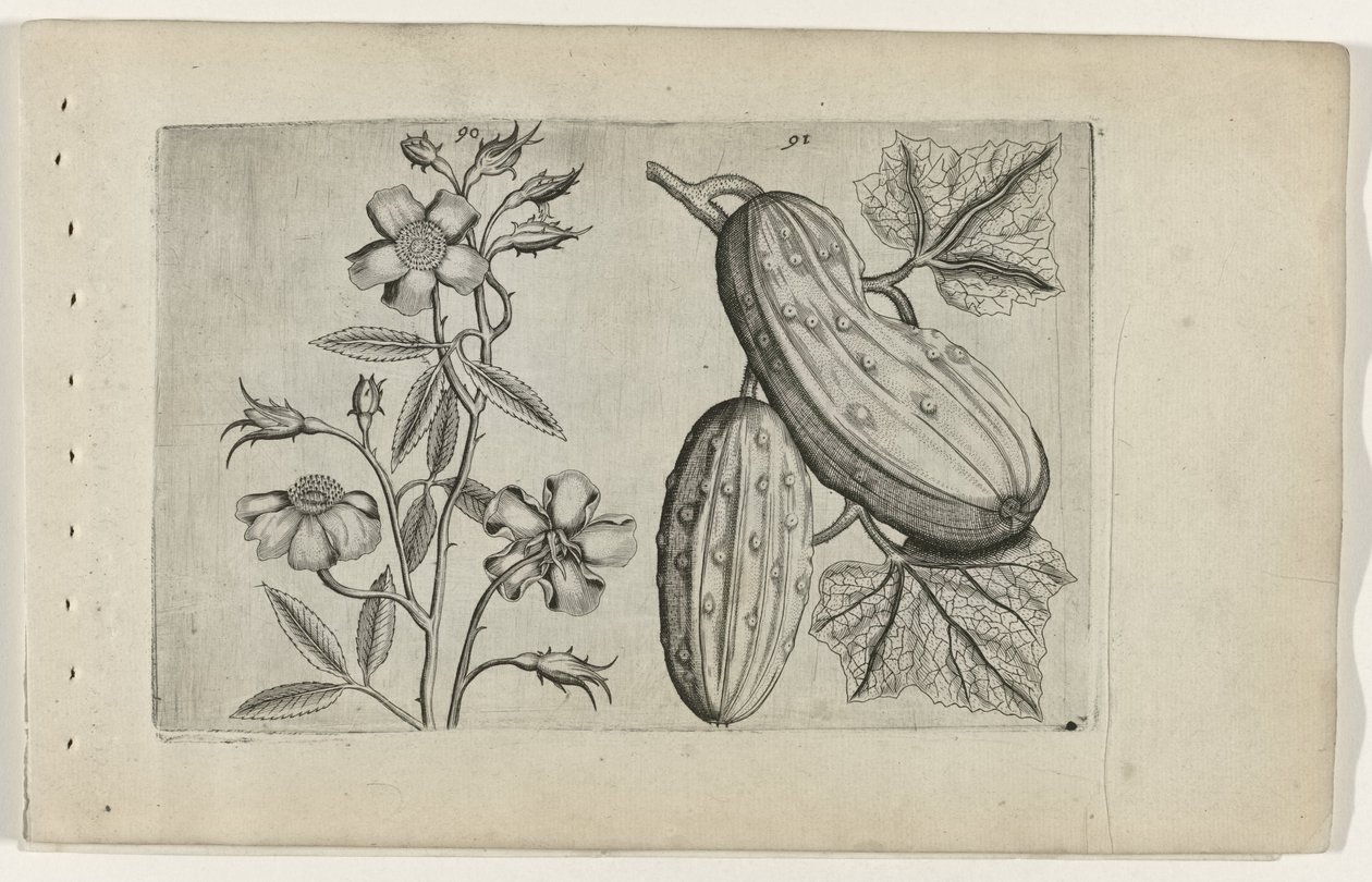 Rose musquée et concombre - Crispijn van de Passe (I) (attributed to)