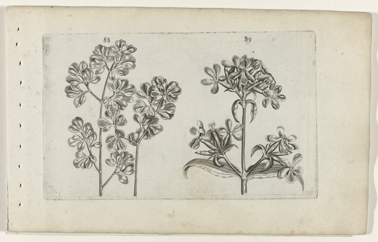 Fougère murale et saponaire - Crispijn van de Passe (I) (attributed to)