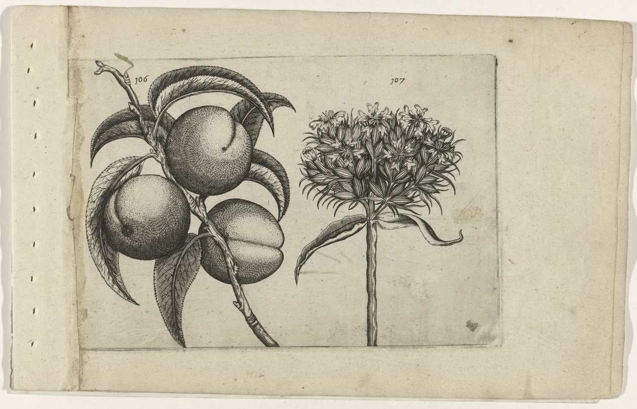 Pêche et amour ardent (Cognoscite lilia) - Crispijn van de Passe (I) (attributed to)