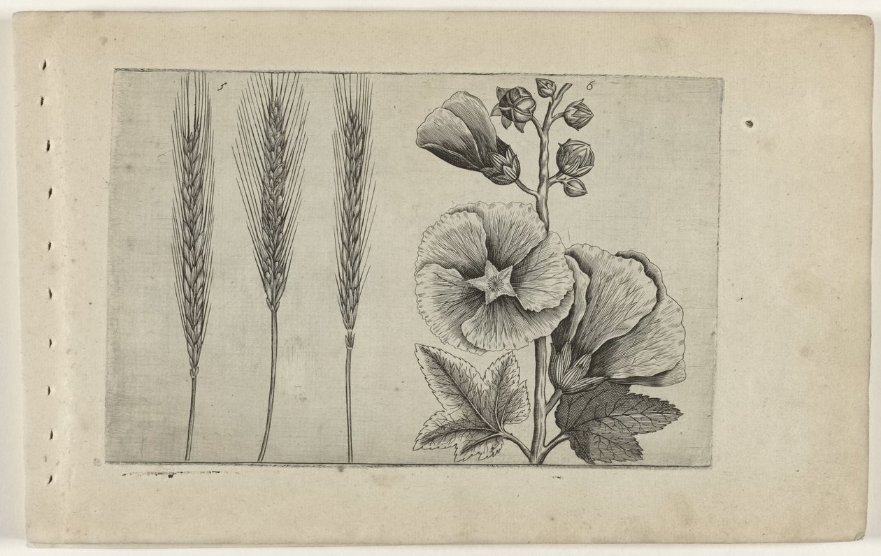 Seigle et rose trémière - Crispijn van de Passe (I) (attributed to)