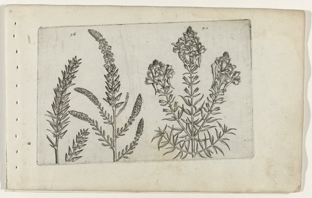 Tamaris et linaire - Crispijn van de Passe (I) (attributed to)