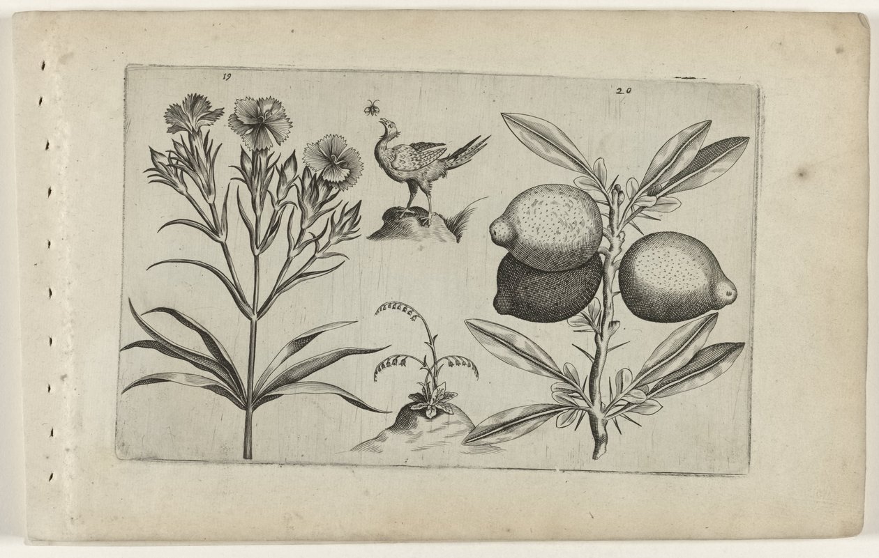 Œillet et citron - Crispijn van de Passe (I) (attributed to)