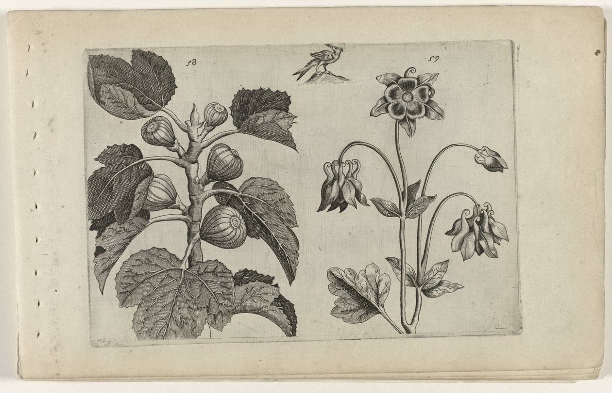 Figuier et ancolie sauvage - Crispijn van de Passe (I) (attributed to)