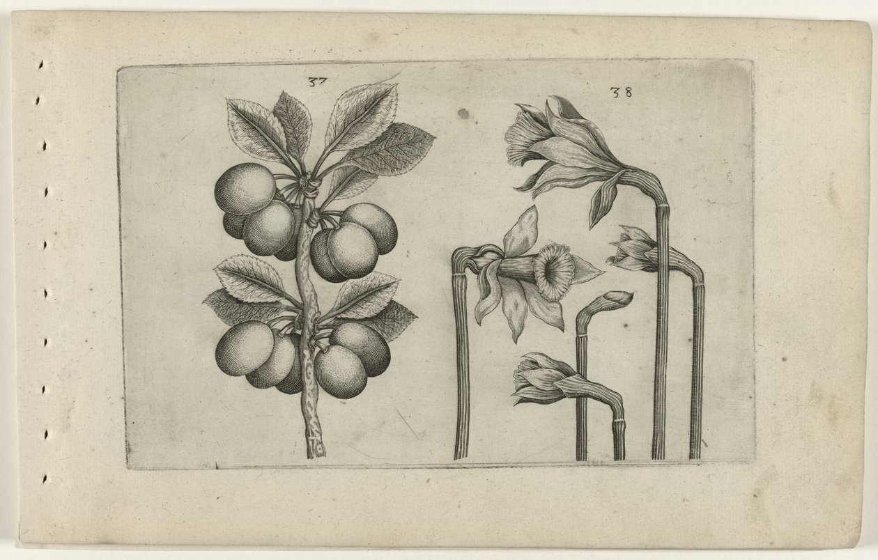 Cerise acide et narcisse sauvage - Crispijn van de Passe (I) (attributed to)