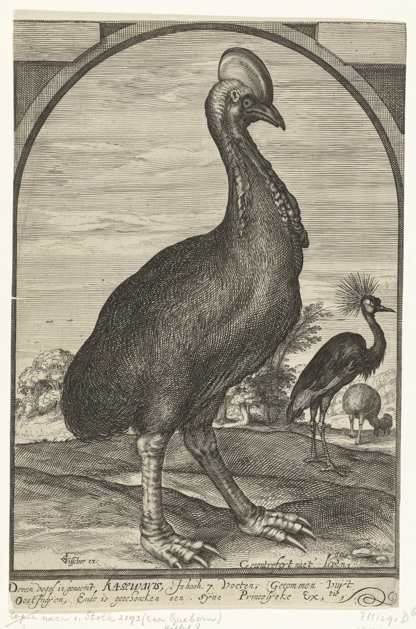Casoar apporté par Willem Jacobsz. des Indes orientales et offert au prince Maurice, 1614 - Crispijn van den Queborn (attributed to)