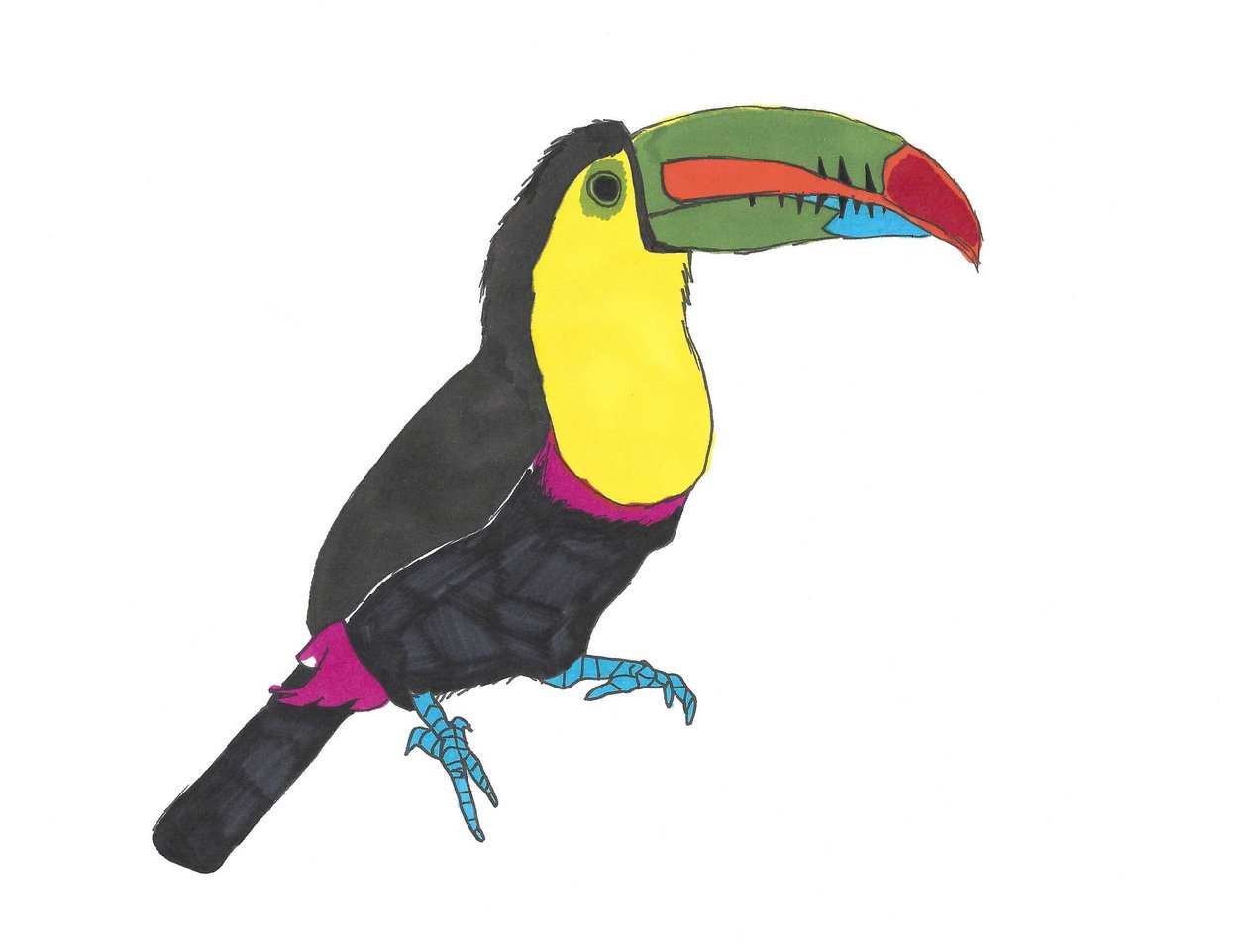 Toucan, 2024 (stylo sur papier avec photoshop) - Daisy de Villeneuve