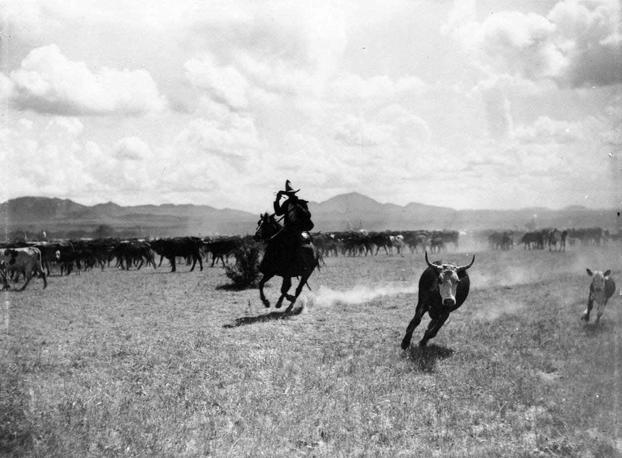 Raguero coupant une vache du troupeau - Dane Coolidge
