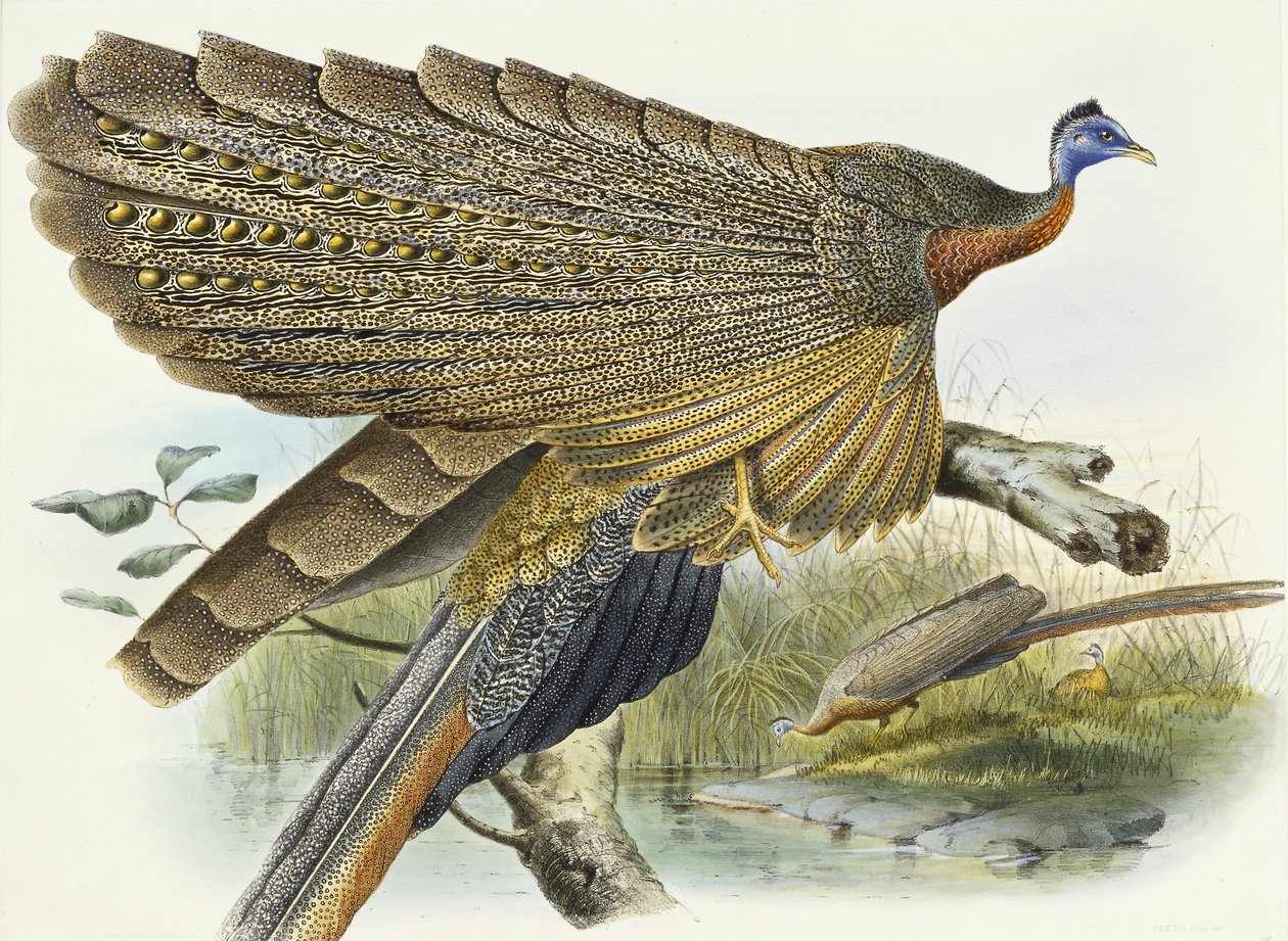 Phadianidae. Argusianus Grayli, 1870-1872 - Daniel Giraud Elliot