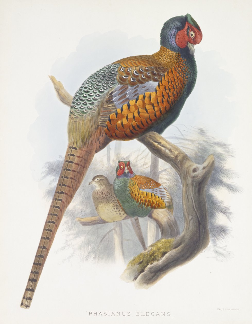 Phasianus Elegans (Faisan élégant), 1870-1872 - Daniel Giraud Elliot