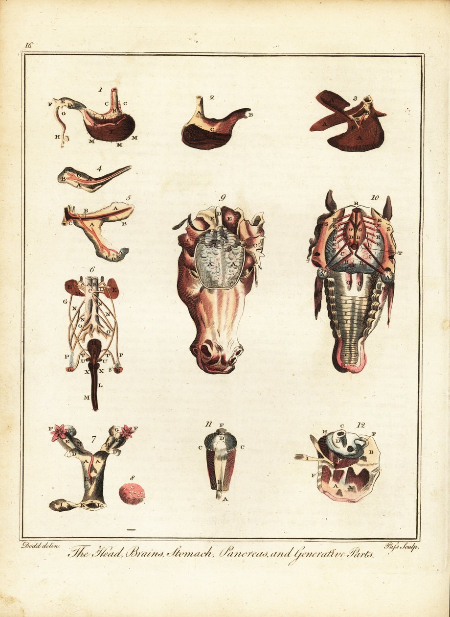 Anatomie d