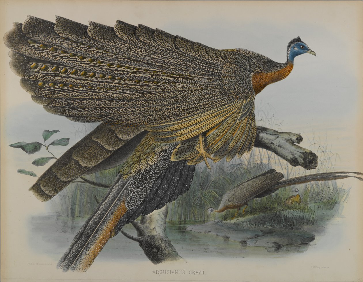 Argusianus Grayii - Daniel Giraud and Gould John Elliott
