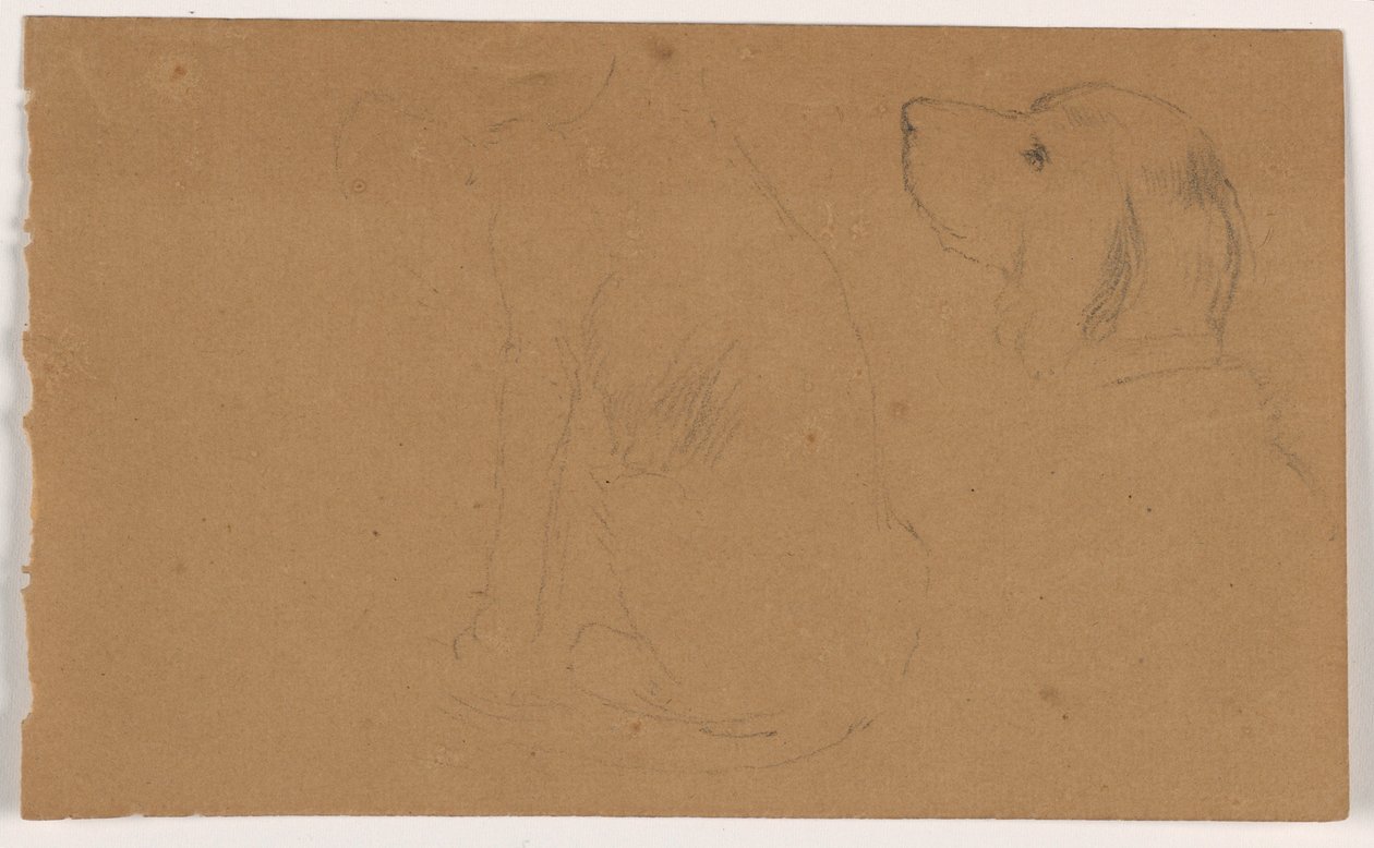 Dessin, Dash (un Setter), tête et corps, vers 1862 - Daniel Huntington