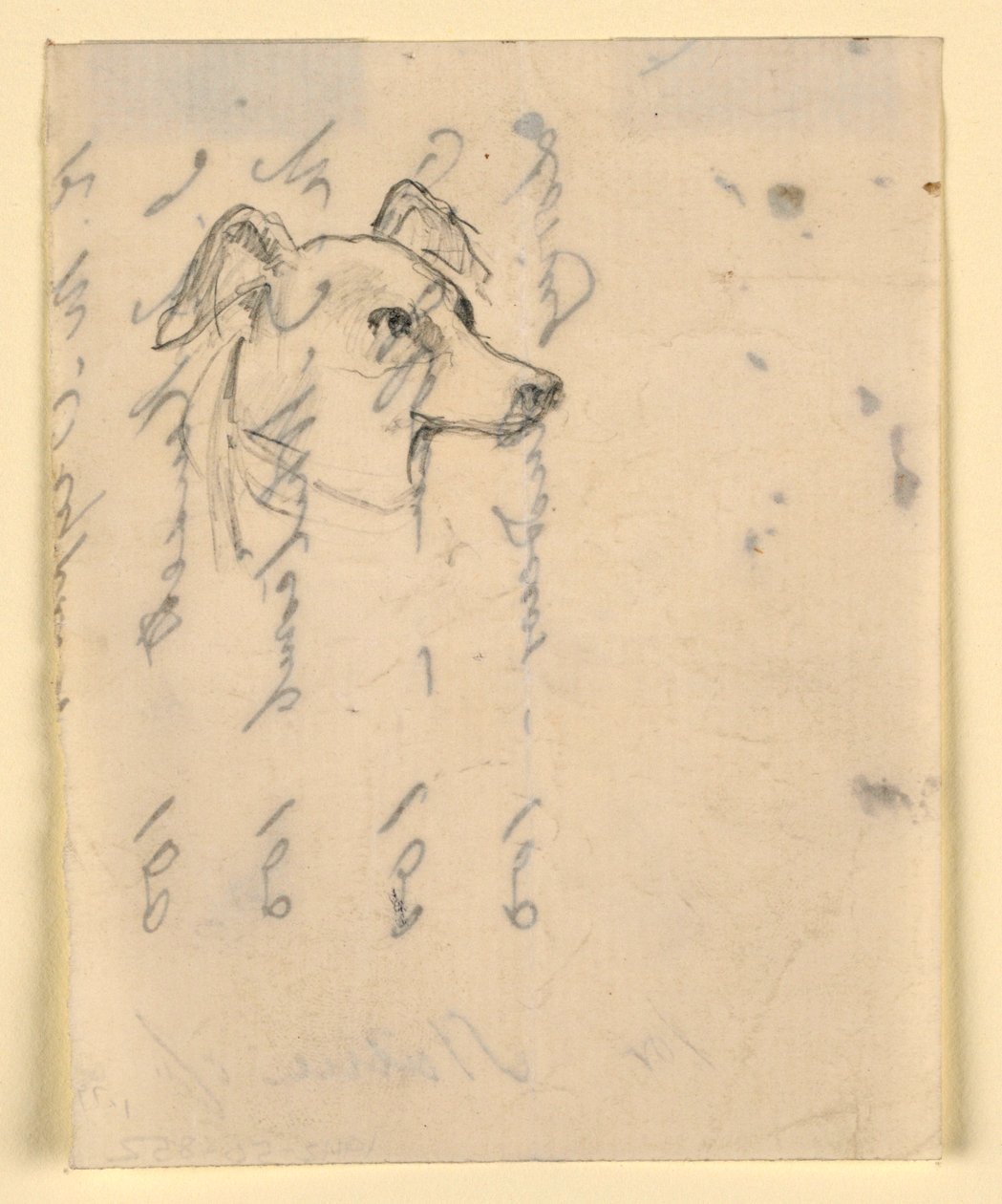 Dessin, tête de chien, probablement Milo (un Pointer), vers 1862 - Daniel Huntington