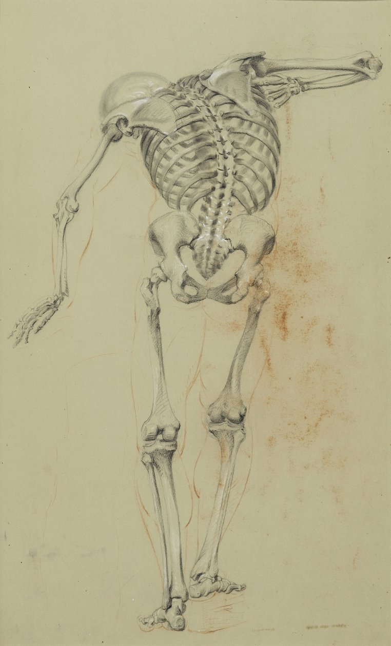 Étude de squelette, vers 1848 - Daniel Huntington