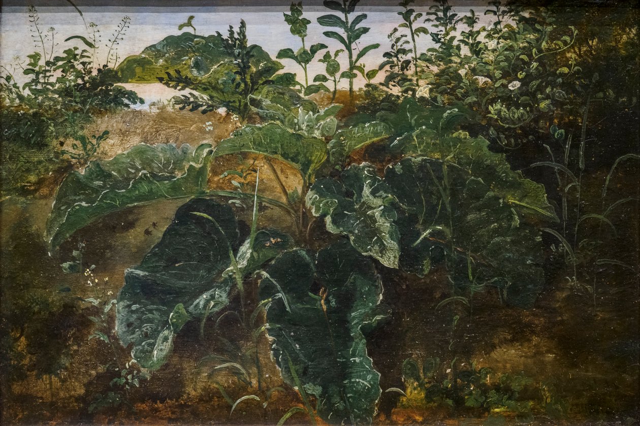 Étude de premier plan avec des feuilles de roseau - Dankvart Dreyer