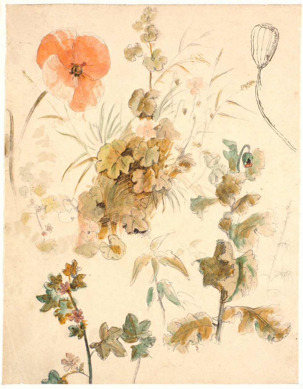 Études de différentes fleurs, y compris des coquelicots - Dankvart Dreyer