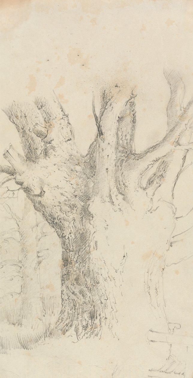 Arbre - David Charles Read