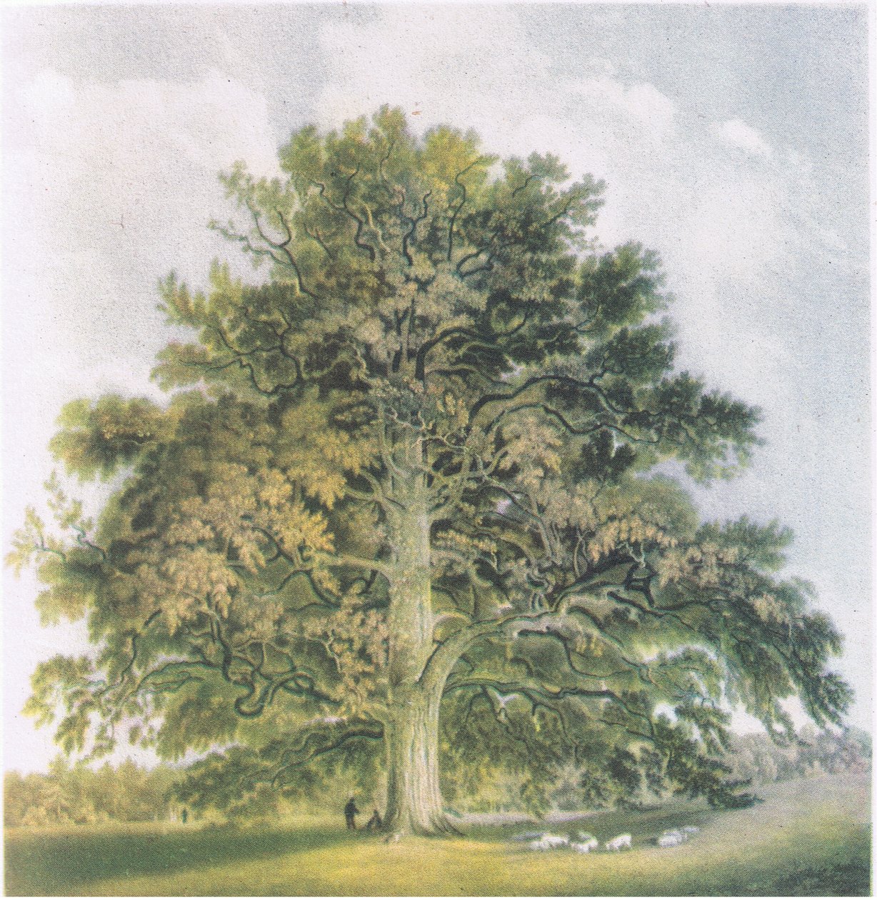 Saules têtards, Nature en Grande-Bretagne publiée par Collins, 1946 - David Cox