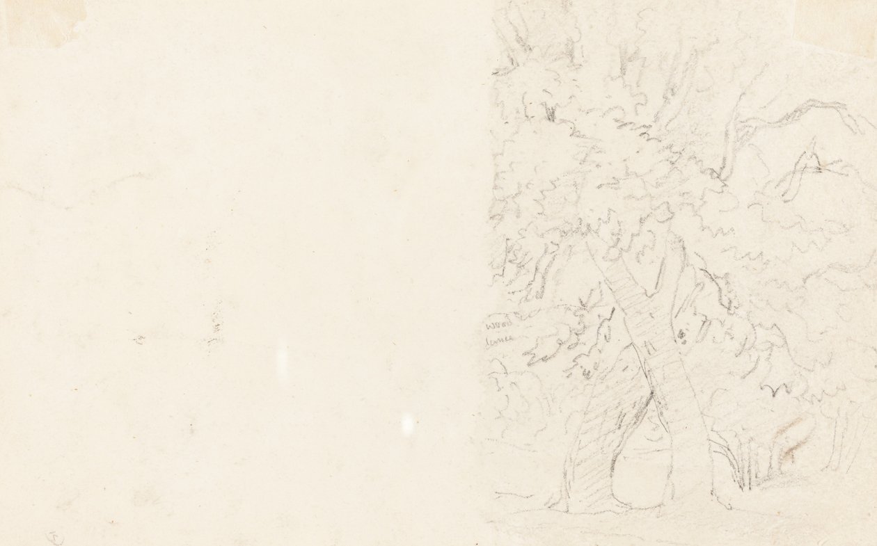 Arbres (verso) - David Cox