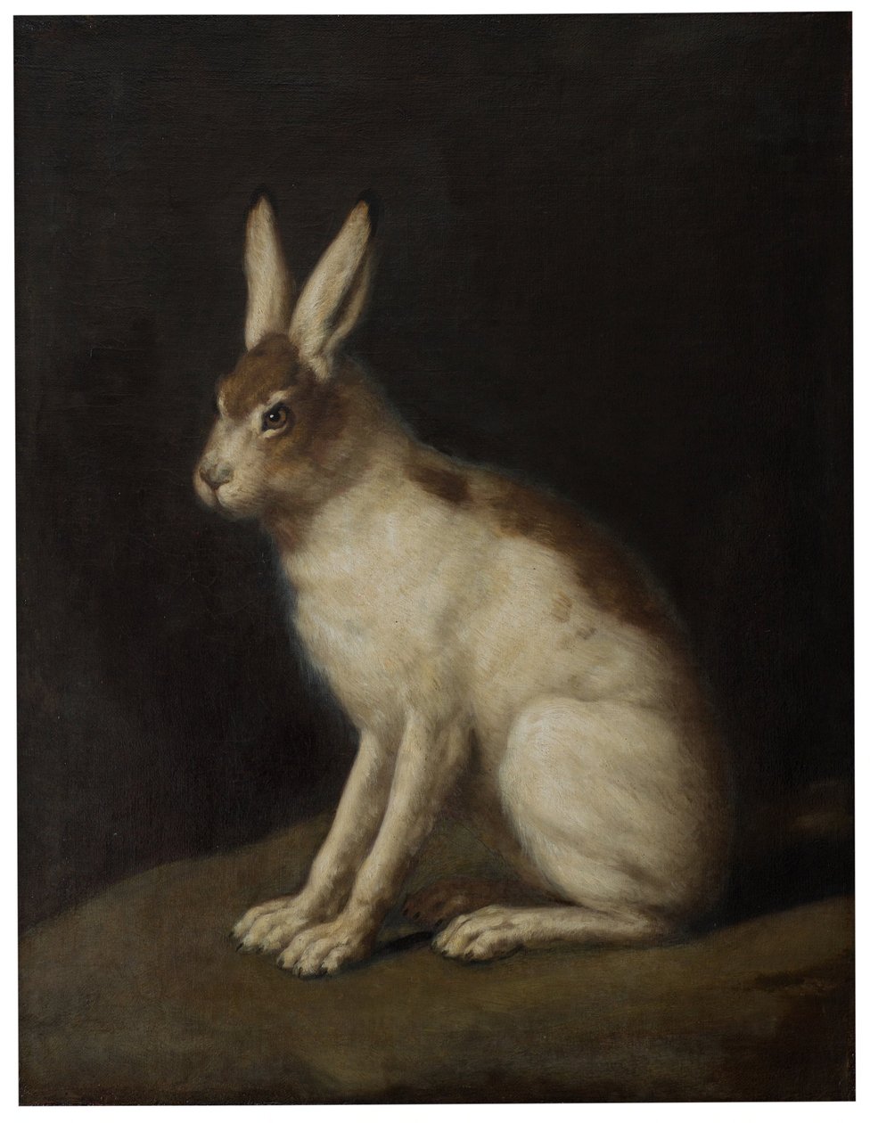 Lièvre - David Klöcker Ehrenstrahl