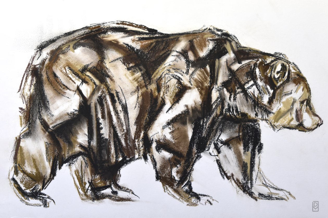 Ours brun marchant, 2012 - David Mayer