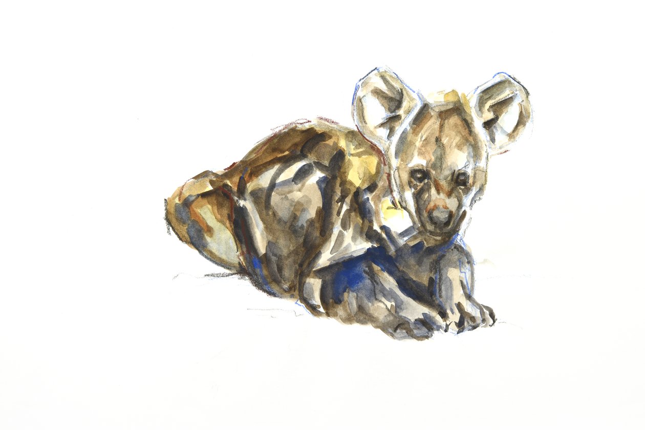 Bébé hyène - David Mayer