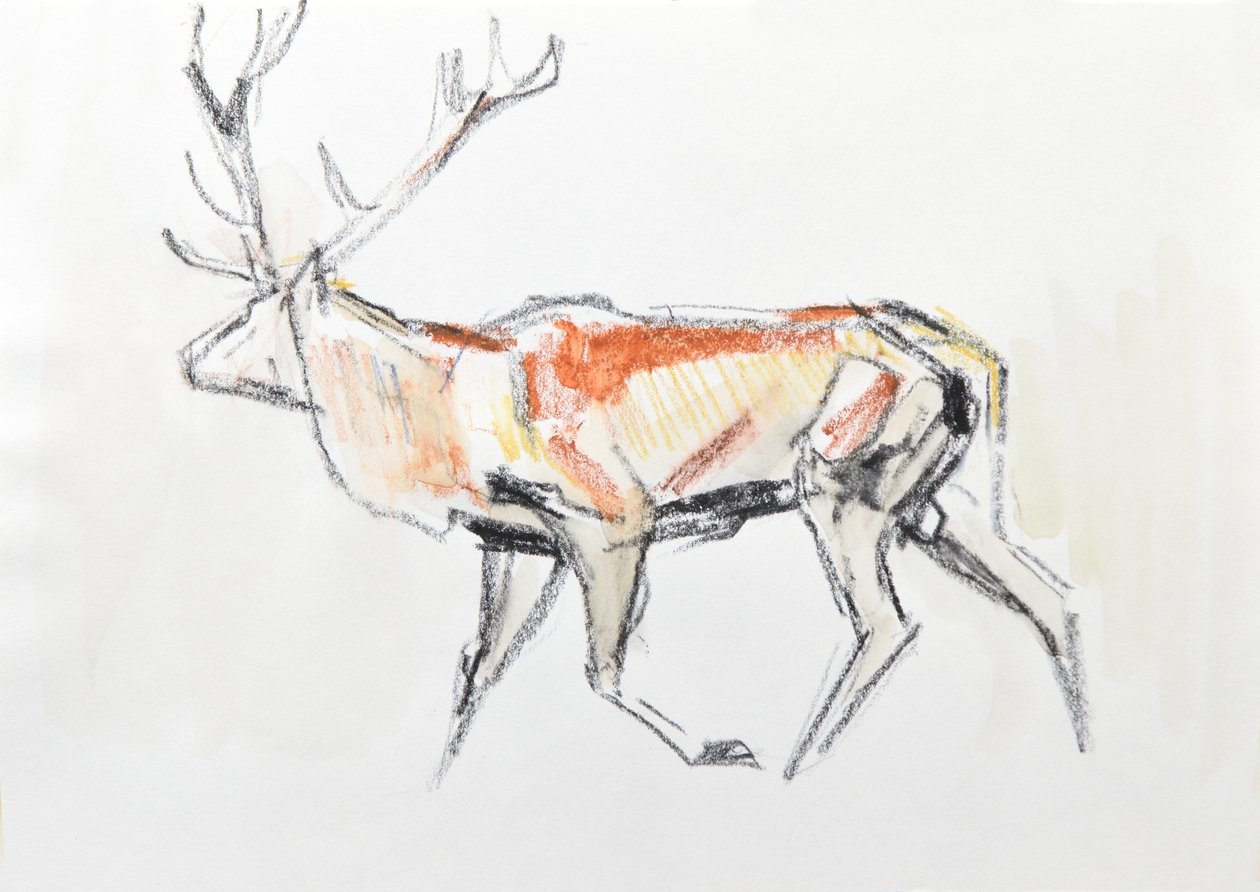 Cerf élaphe - David Mayer
