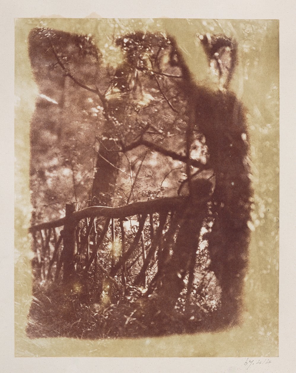 Clôture et arbres dans le bois de Colinton - David Octavius Hill
