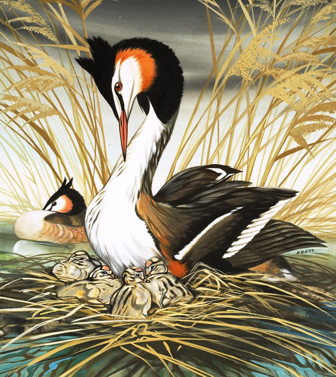 Grèbe huppé, illustration de "Il était une fois" (gouache sur papier) - David Pratt