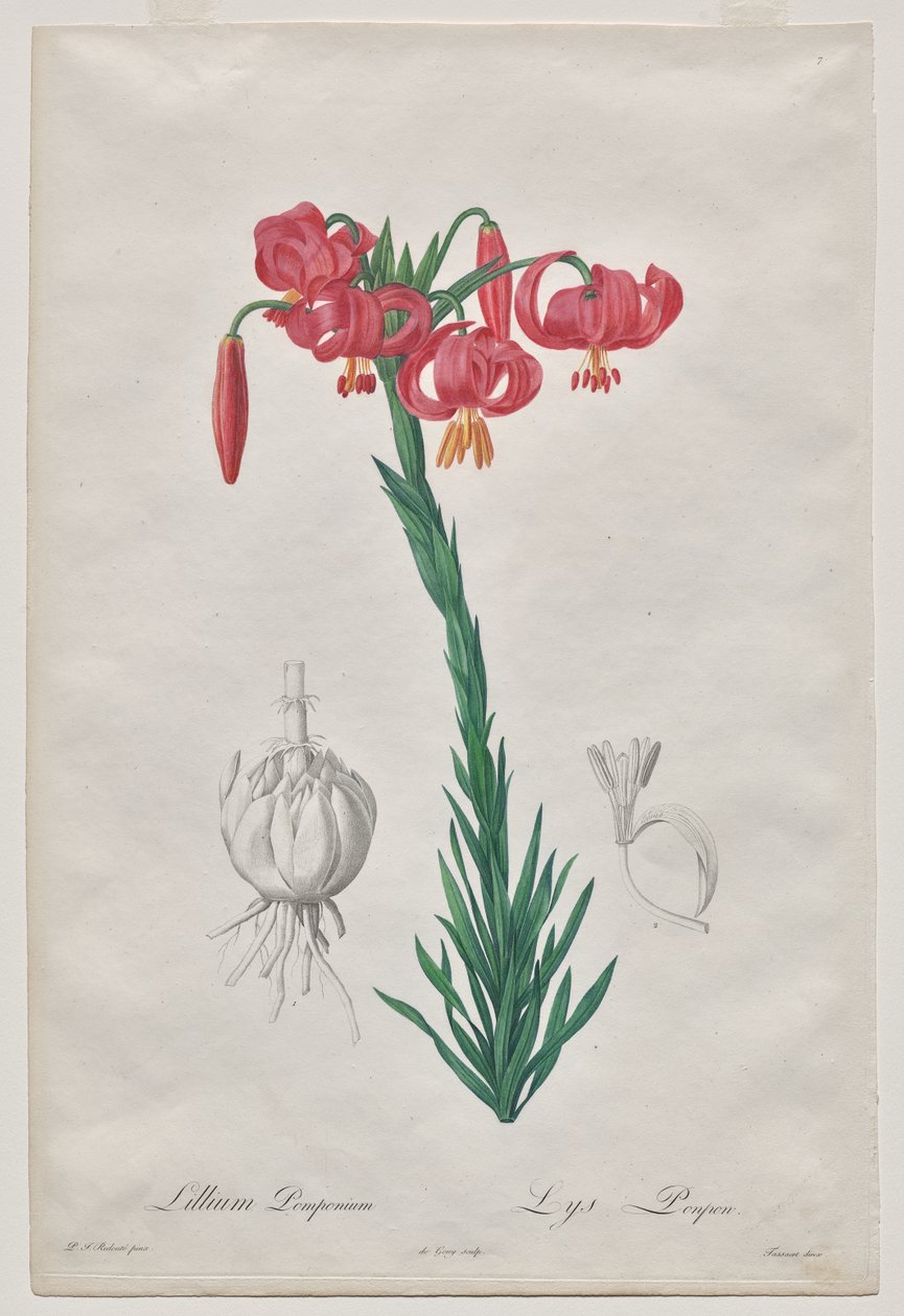 Lillium Pomponium (Lys Turban), planche 7 de Les Liliacées - De Gouy