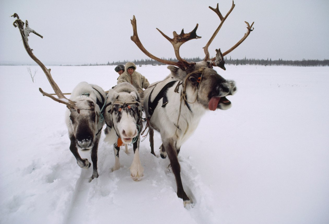 Les rennes tirent un Saami, ou Lapon, sur un traîneau à travers la neige. Près de Lovozero, Russi... - Dean Conger