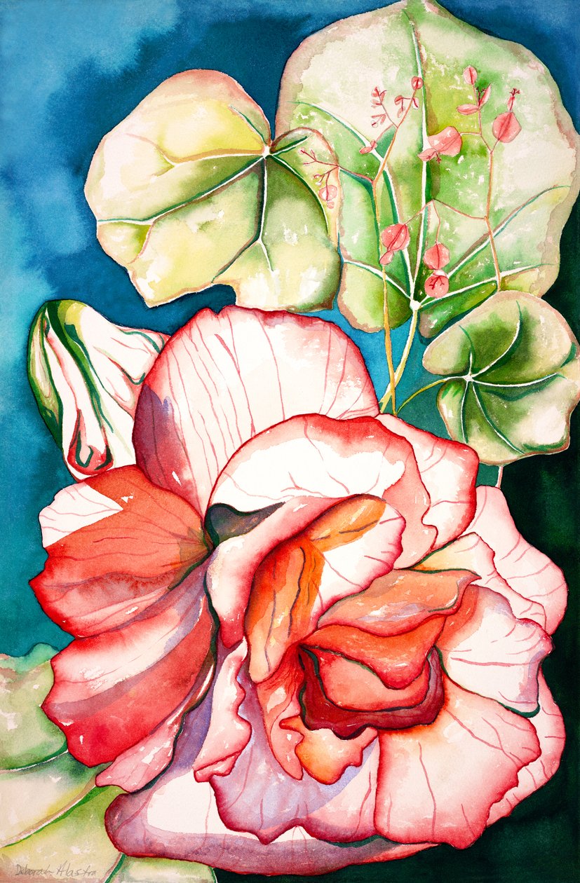 Bégonia ; 2006 (aquarelle) - Deborah Eve Alastra